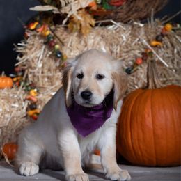 Purple - Dark golden female Golden Retriever puppy in Donnelly, Idaho from Valley County Goldens