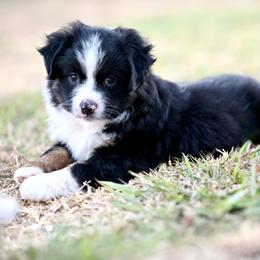 Miniature American Shepherd, Miniature Australian Shepherd, and Toy Australian Shepherd Puppies from Shooting Stars Ranch Toy and Mini Aussies