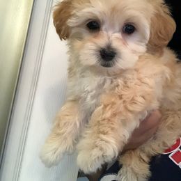Maltese, Maltipoo, and Poodle Puppies from Healing Pawz LLC