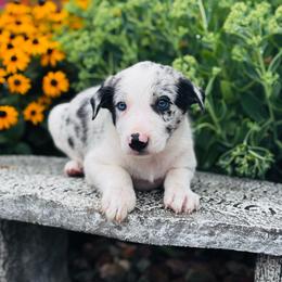 Boy 5 - blue merle - Blue merle male Border Collie puppy in Minden, Iowa from Rocking N Registered Border Collies & Labradors