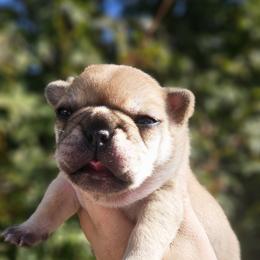 French Bulldog Puppies from Edgewater Frenchies