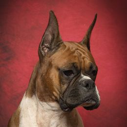 Piper - Boxer