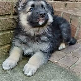 Shiloh Shepherd Puppies from Orchard Hills Shilohs