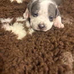 Rhaenyra - Blue tri-color female American Bully puppy in Henderson, Kentucky from Medusa’s Bullies