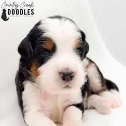 Aiden - male Australian Mountain Doodle puppy in Tipton, Indiana from Country Creek Doodles
