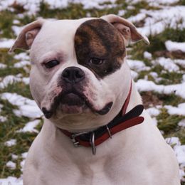 Stark - American Bulldog