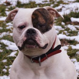 Stark - American Bulldog
