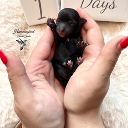 Yorkshire Terrier Puppies from Hummingbird Farm & Gardens