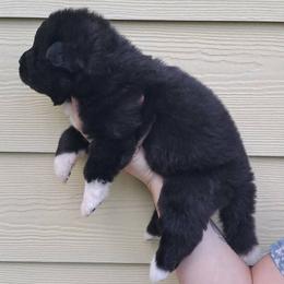 Niko - Black, silver undercoat male Akita puppy in Granbury, Texas from Folklore Akitas