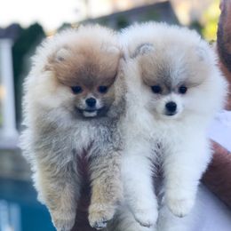 Pomeranian Puppies from Pardi Poms