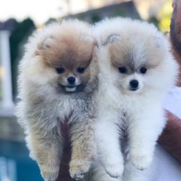 Pomeranian Puppies from Pardi Poms