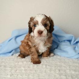 George Washington - Red male Aussiedoodle puppy in Lincoln, California from Frenchie LOVE and Doodles