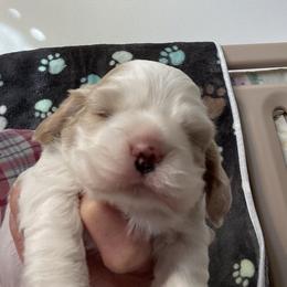 Little GI - Buff and white male Cocker Spaniel puppy in Sewell, New Jersey from Della Luna Cocker Spaniels Puppies