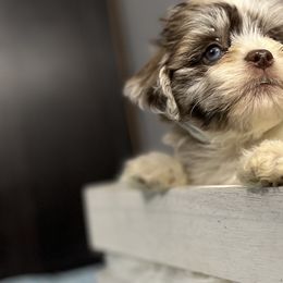 Aussiedoodles, Bernedoodles, and Shihpoos from Enchanting Puppies
