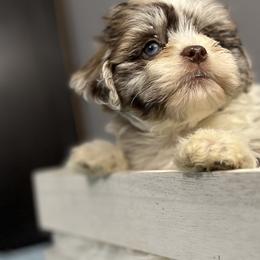 Aussiedoodles, Bernedoodles, and Shihpoos from Enchanting Puppies