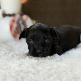 Gypsy - Black female Yorkipoo puppy in Hardin, Texas from Oodlesoflildoodles