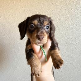 Ohtani (green) - Chocolate male Dachshund puppy in Modesto, California from Once Upon a Mini Dachshund