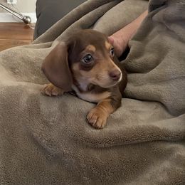 Dachshund Puppies from A&M's Dachshunds