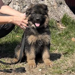 Blue collar - Black and red male German Shepherd puppy in Pana, Illinois from von Fenja German Shepherd Dogs