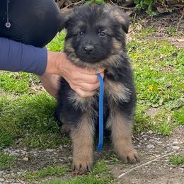 German Shepherd Puppies from von Fenja German Shepherd Dogs