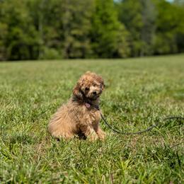 Gizmo - Sable male Cavapoo puppy in Mc Ewen, Tennessee from Spencer's "lil" Cavapoos & Bernedoodles