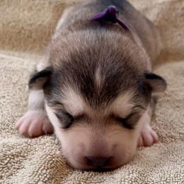 Scone - Gray and white female Alaskan Malamute puppy in Palmyra, Michigan from Illusion Kennel