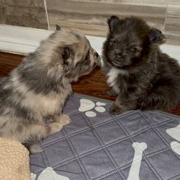 Pomeranian Puppies from Precious Paws by Jai