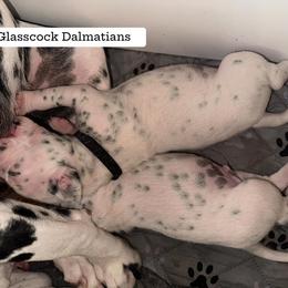 Dalmatian Puppies from Glasscock Dalmatians