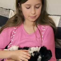 Miniature Schnauzer Puppies from Nichols Miniature Schnauzers