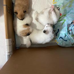 Pomeranian puppies from ARC Kennels