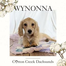 Girl 3 - female Dachshund puppy in Jenks, Oklahoma from Cotton Creek Dachshunds