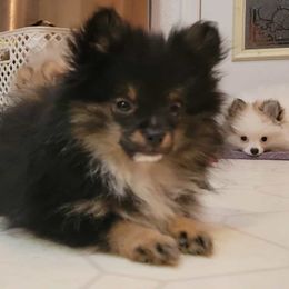 Tippy - Black and tan female Pomeranian puppy in Kettle Falls, Washington from Smallstar Puppys
