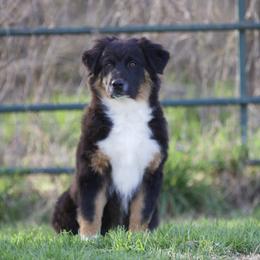 Hunter - Black tri male Miniature American Shepherd puppy in Stephenville, Texas from Diamond H Aussies