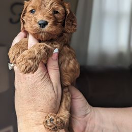 Cockapoo Puppies from L&L Cockapoos