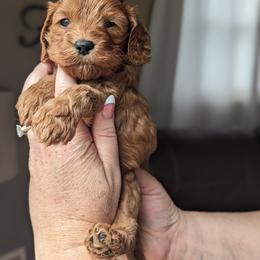 Cockapoo Puppies from L&L Cockapoos