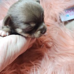 CJ - Chocolate and tan male Chihuahua puppy in Tremonten, Utah from Qu-Te's Chihuahuas