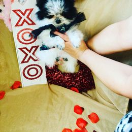 Girl 1 - Black Pomeranian puppy in Yakima, Washington from Ruby’s Pomeranians