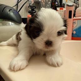 Zeus, patches - Lilac male Shih Tzu puppy in Ocean Springs, Mississippi from Wood Foo Breeders