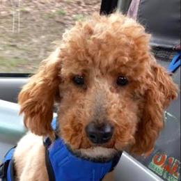 Bailey - Poodle