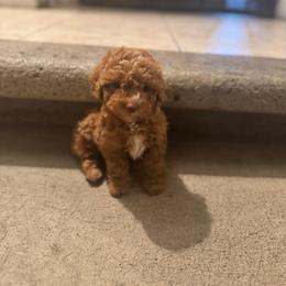 Kelly - Red female Maltipoo puppy in San Diego, California from Maltipoos SD