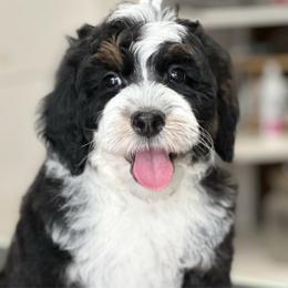 Brownie - Tri-color male Bernedoodle puppy in El Campo, Texas from Little Fur Friends Bernedoodles