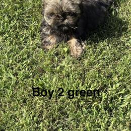 Boy 2 - Black gold and silver male Shih Tzu puppy in Rock, West Virginia from Willow Tree Haven Shih Tzu