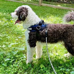 Rumi - Portuguese Water Dog