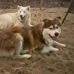 Siberian Husky All Grown Up from Freedom Huskies