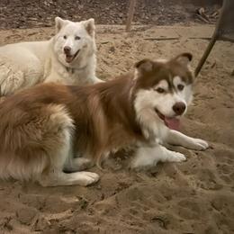 Siberian Husky All Grown Up from Freedom Huskies