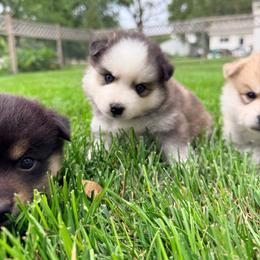 Liberty - Black and white female Pomsky puppy in Doon, Iowa from Luxury Pomsky