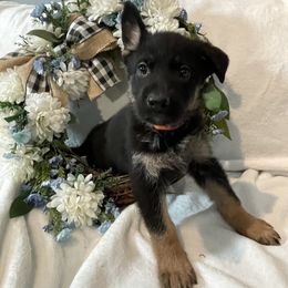 Phoenix - Black and red German Shepherd puppy in Jacksonville, Florida from J & J Ranch
