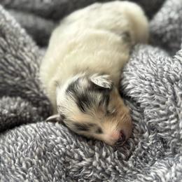 Aspen's Blue Merle Female - Blue merle white and tan female Shetland Sheepdog puppy in Shirley, Arkansas from Lucky Pups