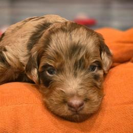 Rose - Red merle female Aussiedoodle puppy in Prescott Valley, Arizona from Ramirez Family Doodles