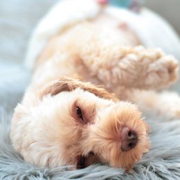 Vi-Vi - Cockapoo